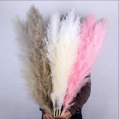 China Wholesale 150cm Flower Decorative Dried Natural Pampas Grasses Hot Sale Dried Rose And White for sale