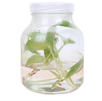 China Tissue Culture Container 240ml 350ml 450ml 650ml Plant Tissue Culture Container Seeding Use Transparent Glass Bottle for sale