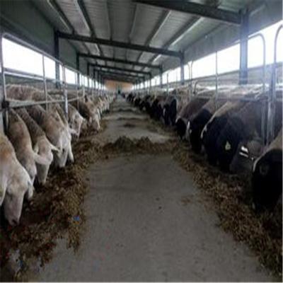 China Workshop light metal steel structure steel building for sheep shed for sale