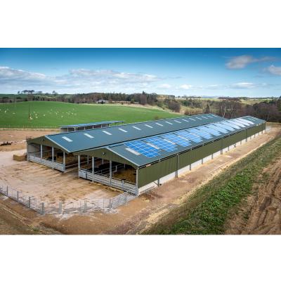 China Frame Part Steel Structure Design Livestock Shed Goat /Cattle Farms Building for sale