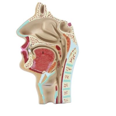 China Education Human Oral Cavity Medical Nasal Model Cavity The Pharynx HM-124 Cavity And Throat Model for sale