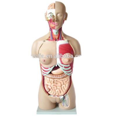 China HM-BD-167 85cm 28 Parts Exchangeable Human Duelsex Anatomy Torso Model HM-BD-167 for sale