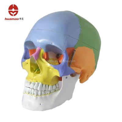 China HM-BD-162A Human Skull Model with Muscle Colored High Quality for Medical and Educational HM-BD-162A Human Skull Model for sale