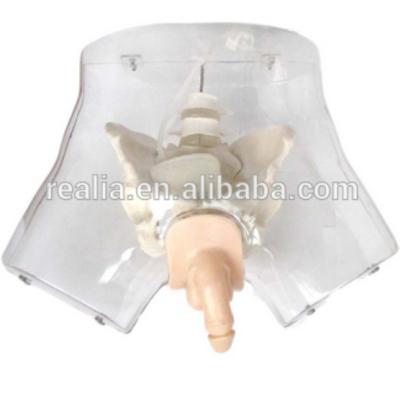 China Transparent Catheterization Male Urethral Simulator HM-BDM030 for sale