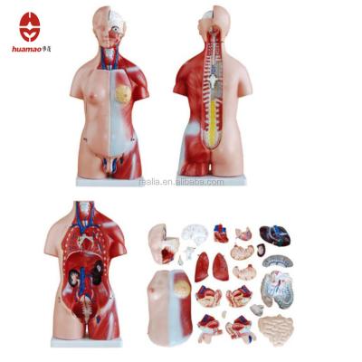 China HM-BD-186 45CM Unisex Mini Torso Model HM-BD-186 Human Torso Model for sale