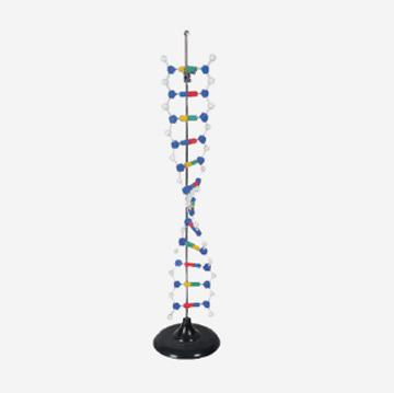 China DNA model, structure HM-CM-027B DNA model for sale