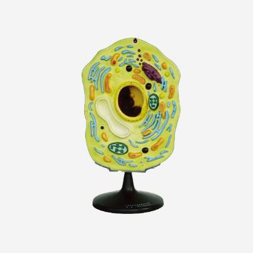 China HM-BD-190 animal cell model for sale