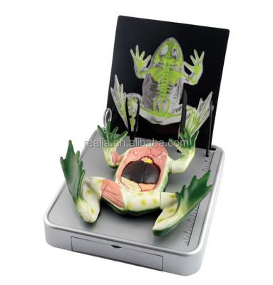 China Simulated Frog Dissection Kit HM-BD-064 for sale