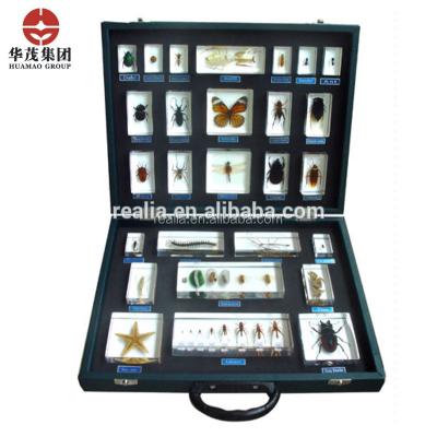 China HM-BS-099 Animal Kingdom Biological Specimens Embedded Acrylic Animal Specimen Embedded Biological Specimens for sale