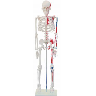 China Durable 85cm Human Skeleton Model , High Quality 85cm Colored Skeleton Model For Medical School for sale