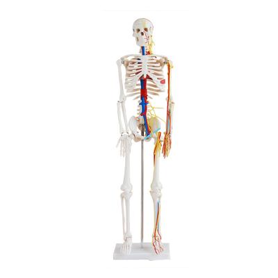 China High Quality Skeleton 85cm Teaching Model with Human Skeleton Nerves and Blood Vessels Model with Heart for Demonstration for sale