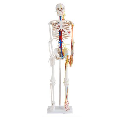 China Durable 85cm Human Skeleton Model With Heart And Vessels, High Quality Small Size Skeleton Model For Medical School for sale