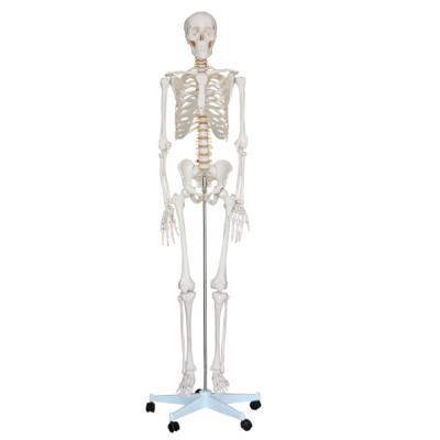 China Medical Large Anatomical Human Skeleton 180cm Human Skeleton Model Medical Training School 180cm for sale