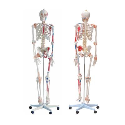 China Medical training school 180cm tall with muscles and ligaments human skeletal models, 180cm human skeletal model for sale