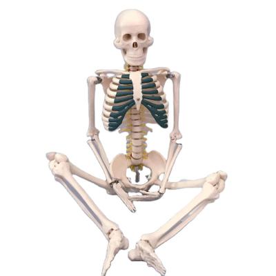 China Training School Medical Educational Human 85cm Skeletal Model with Spinal Nerves Human Anatomical Teaching for School and Hospital for sale