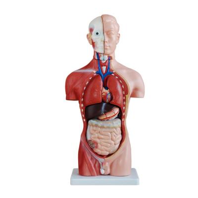 China Factory direct 42cm male torso teaching model anatomical model with 13 parts for sale