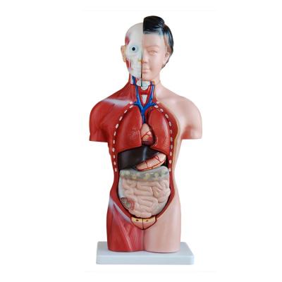 China Factory direct 42cm female torso teaching model anatomical model with 15 parts for sale