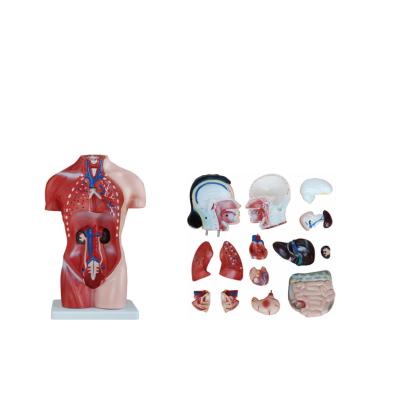 China Human Anatomical Model 42CM 15 Parts Human Anatomical Human Anatomy Education Torso Female Torso Model for sale