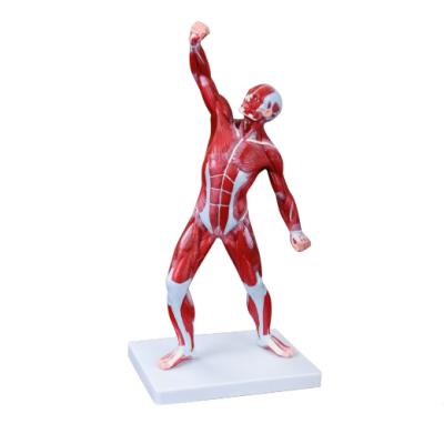 China Durable Human Body Muscle Model 50CM Anatomy Anatomy Muscle Model For Medical Teaching for sale