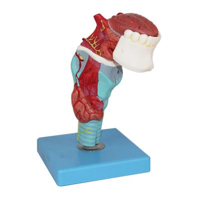 China Durable High Quality Anatomical Teeth Model Human Larynx Throat Anatomy Model With Tongue And for sale