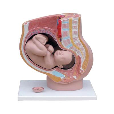 China Teaching model Real life size human female female pelvis section pelvis model (4 parts) with fetal for sale