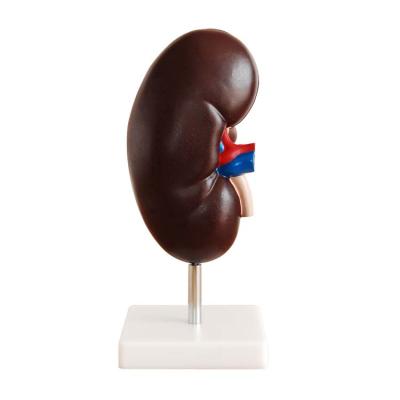 China Hot Selling Standard Kidney Teaching Model Anatomical Model For Teaching Human Kidney Anatomical Model for sale