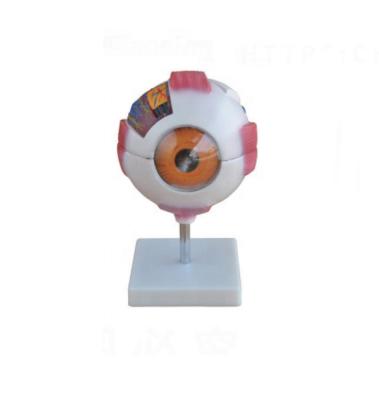 China 6X Eye Anatomical Model Human Eye Education Eye Model Medical Science Educational Anatomical Model for sale