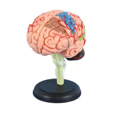 China High Quality Anatomical Model of Brain Model Biological Human Brain for Education for sale