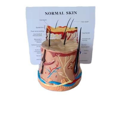 China Education Skin Model Anatomical Model Anatomical Model Of Skin And Human Healthy Round Hair for sale