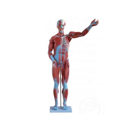 China Education Human Male Muscle 80CM And Organs Demonstration Medical Teaching Model 27Parts for sale