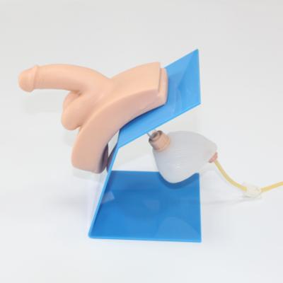 China Durable Simple Male Urine Catheterization Training Simulator , Urethral Catheterization Model With Base for sale