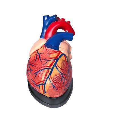 China Factory Teaching Model Price High Quality PVC Giant Heart Model Enlargement Heart Anatomical Model With 3 Parts for sale