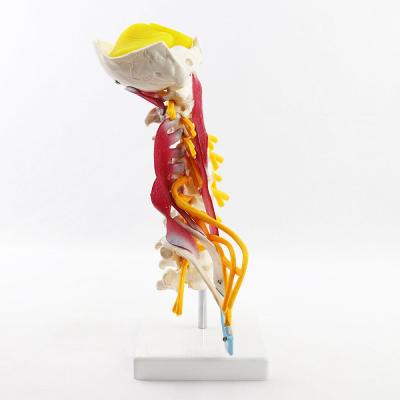 China Spine Model With Muscle And Durable Cervical Nerves for sale