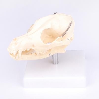 China Teaching Model Dog Skull Model Demonstration Model Pvc Dog Skeleton Dog Skull Animal Model for sale