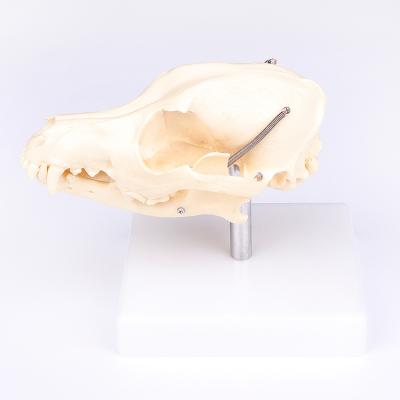 China Veterinary Teaching Demonstration Model Dog Skeleton Head Succulent Skull Sculpture for sale