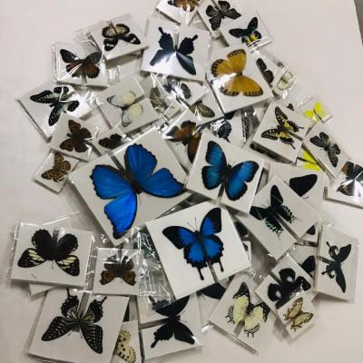 China Home Decoration Festival Celebration & Real Beautiful Beautiful Insect Butterfly Nature Party Specimen Collection Display Home Decor Gift Butterfly for sale