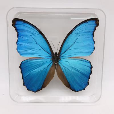 China Home Decoration Festival Celebration & Collection Display Insect Butterfly Real Natural Specimens In Box Beautiful Dried Butterfly for sale