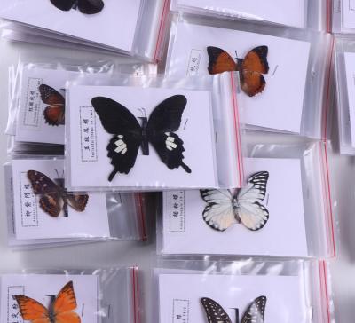 China Home Decoration Festival Celebration & Inlaid hundreds of insect specimens natural decorative air storage collection display gift beautiful real butterfly specimens for sale