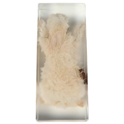 China Rabbit Biological Dissection Education Clear Resin Equipment Taxidermy Animal Specimen For Teaching for sale