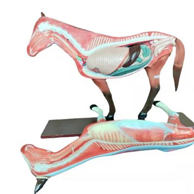 China Animal Education Horse Medical Science Anatomical Model Education Anatomical Model for sale