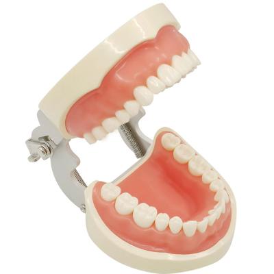 China Durable High Quality Detachable Dental Medical Training Model 32 Teeth Care Oral Cavity Model for sale