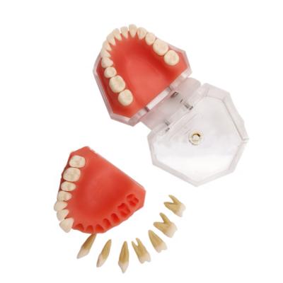 China High Quality Education Plastic Dental Teeth Model for sale