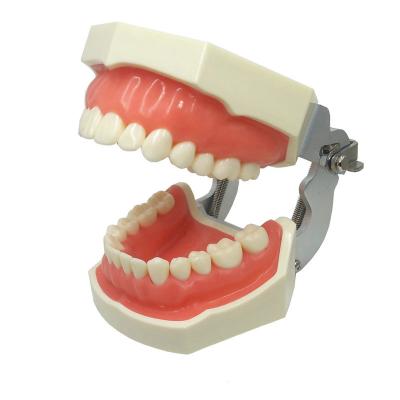 China Factory teaching model price high quality PVC dental model Frasaco typodont teeth model for practice for sale