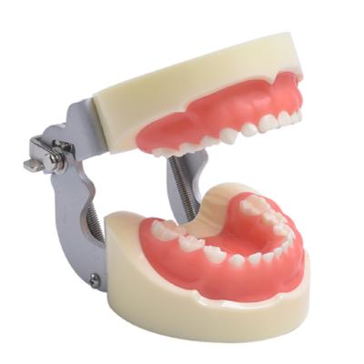 China Durable High Quality Detachable Child Dental Model 24 Teeth Care Oral Cavity Model For Children for sale