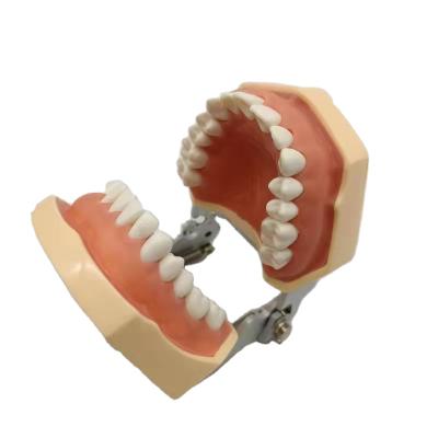 China Durable Human Teeth Model Dental Medical Training Model Oral Care Training Simulator for sale