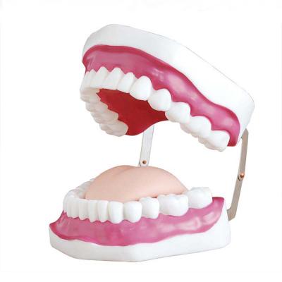 China Factory Teaching Model Price High Quality PVC Dental Care Model For Teeth Care Practice Teaching Model for sale