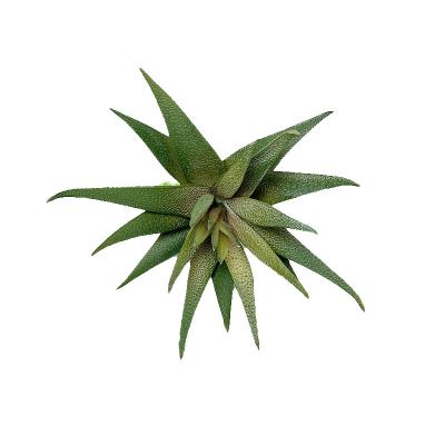 China Environmental Friendly Wholesale Artificial Home Deco Artificial Succulent Plants Indoor Plants for sale