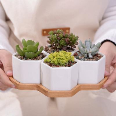 China Modern Hot Sale White Ceramic Flower Pot With Bamboo Tray Garden Mini Succulent Container for sale