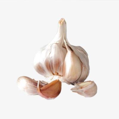 China Fresh Chinese Garlic Pure White Fresh Peeled Garlic for sale