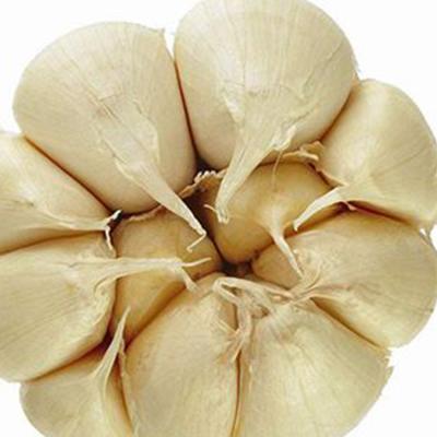 China Fresh high quality wholesale manufacturers export Chinese fresh garlic for sale